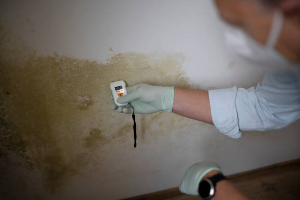 Best Basement Mold Remediation in Randolph, WI