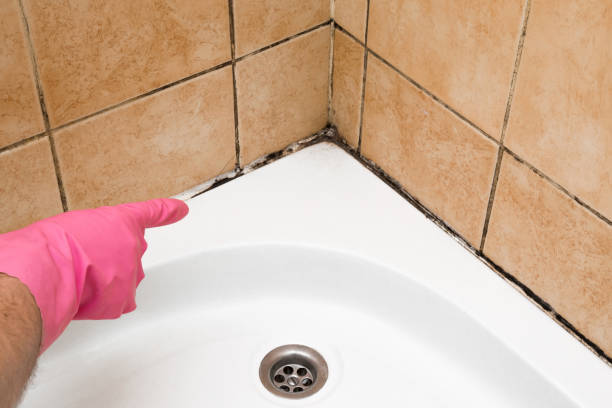 Best Black Mold Remediation in Randolph, WI