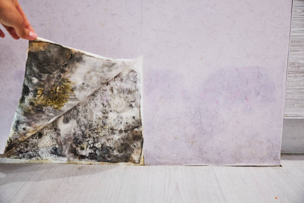 Best Commercial Mold Remediation in Randolph, WI